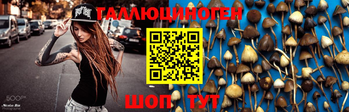 Галлюциногенные грибы Psilocybe Тосно
